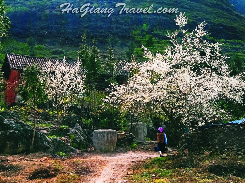 Trekking Northern Vietnam 11 Days